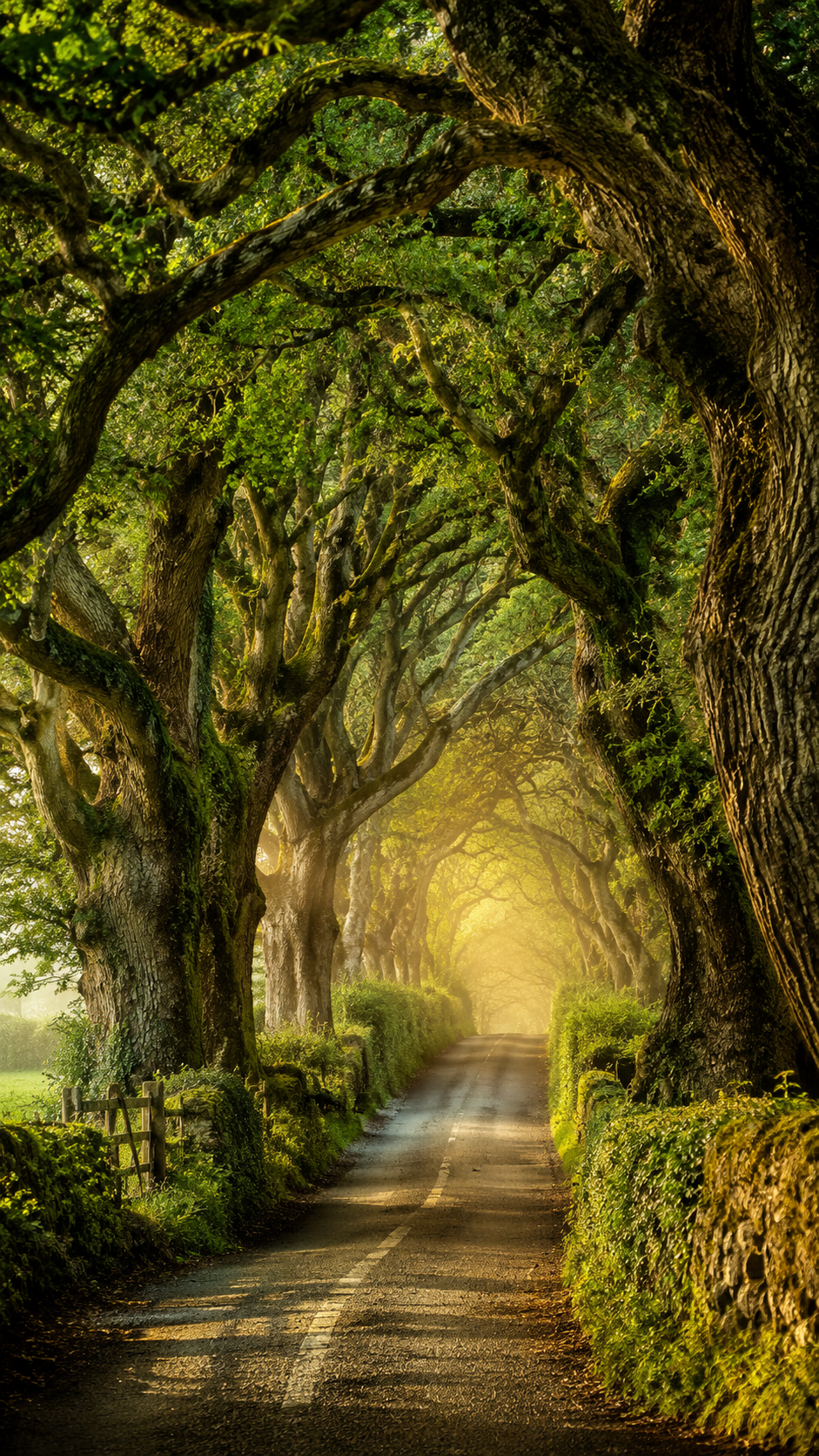 Green Tree Tunnel Path